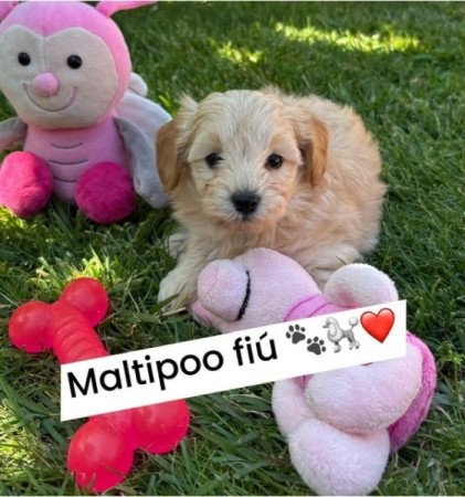 Maltipoo