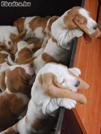 Basset Bleu de Gascogne