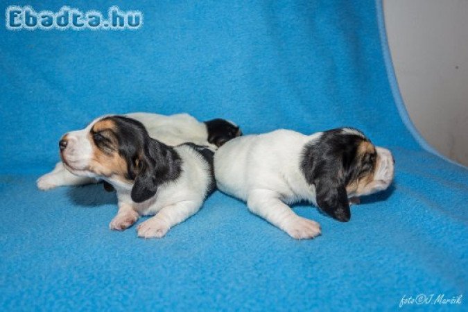 Basset Griffon Vendeen