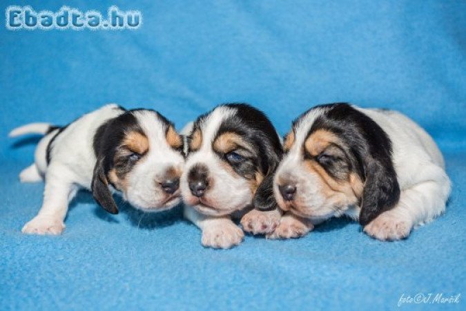 Basset Griffon Vendeen