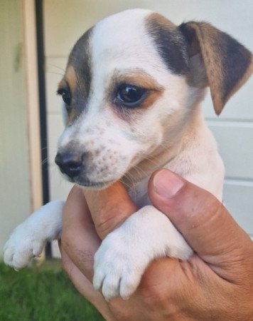 Jack Russell (russel)