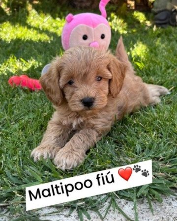 Maltipoo