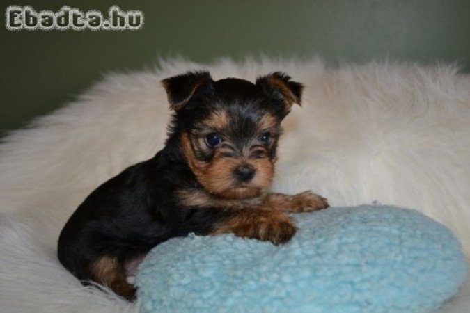 Yorkshire terrier kölykök