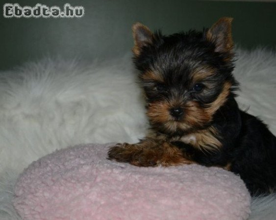 Yorkshire terrier kölykök