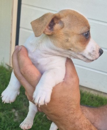 Jack Russell (russel)