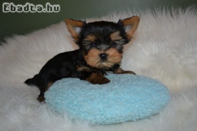 Yorkshire terrier kölykök