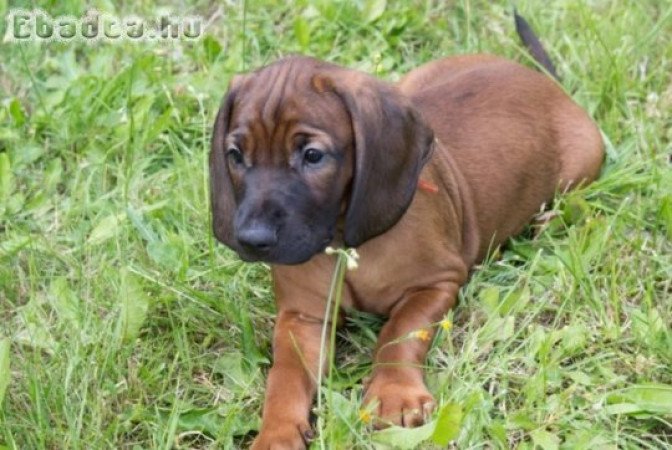 Bavarian Mountain Hound