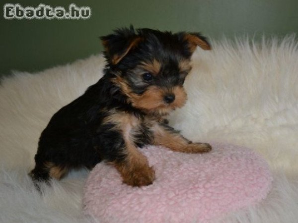 Yorkshire terrier kölykök