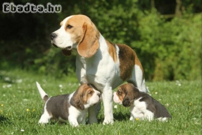 Beagle Puppies