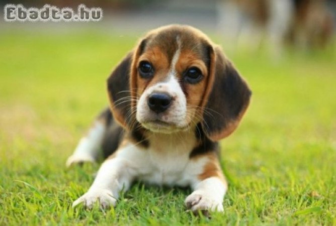 Beagle Puppies