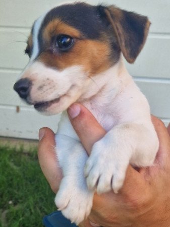 Jack Russell (russel)