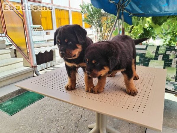 Rottweiler kölykök