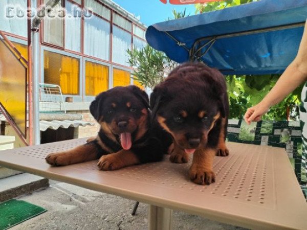 Rottweiler kölykök