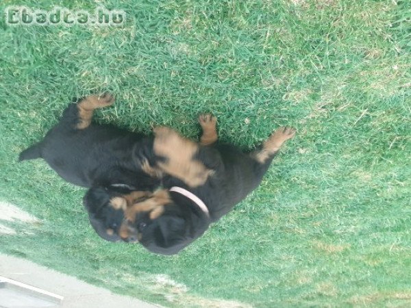 Rottweiler kölykök