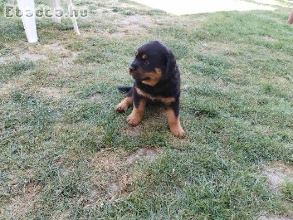 Rottweiler kölykök