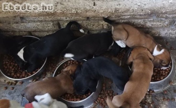 6 tündéri kiskutya keresi szerető gazdiját!