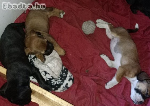 6 tündéri kiskutya keresi szerető gazdiját!