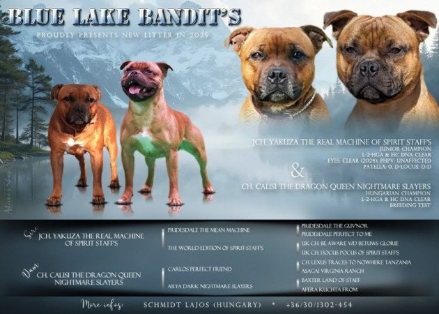 Staffordshire Bullterrier