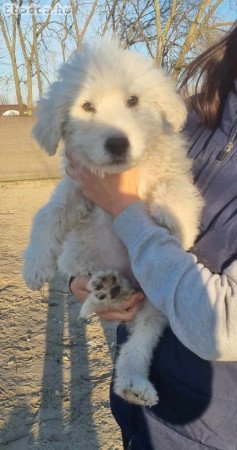 Komondor kiskutya