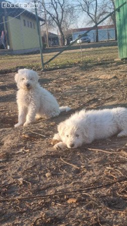 Komondor kiskutya