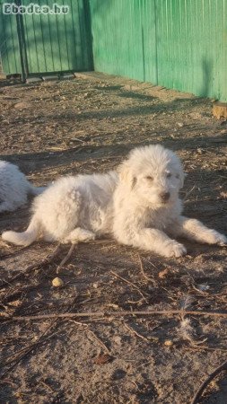 Komondor kiskutya