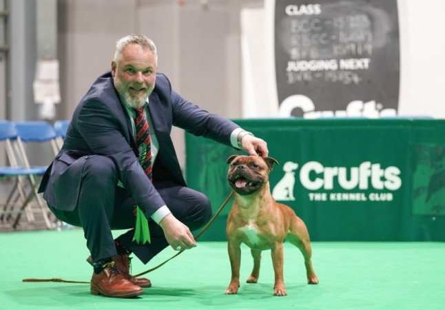 Staffordshire Bullterrier