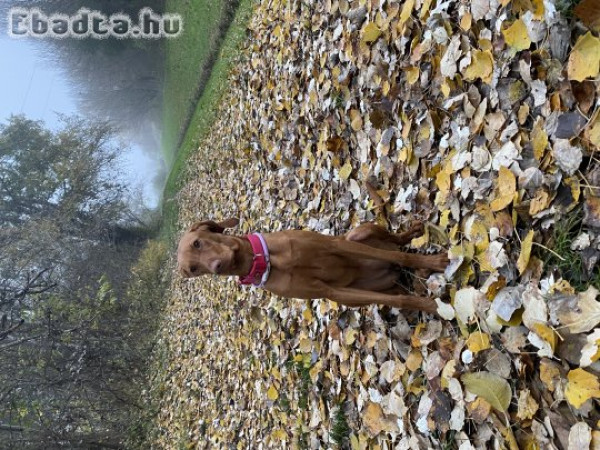 9 hónapos magyar vizsla szuka elvihető