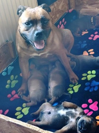 Staffordshire Bullterrier