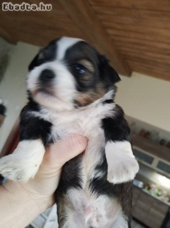 Bichon havanese