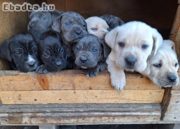 Cane corso kutyusok