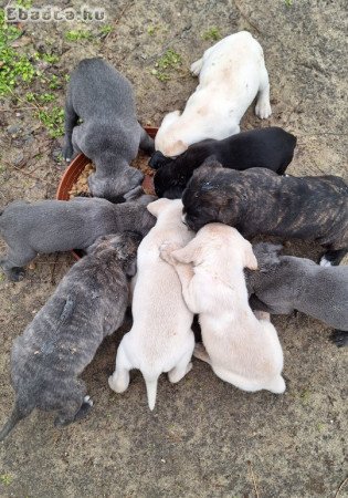 Cane corso kutyusok