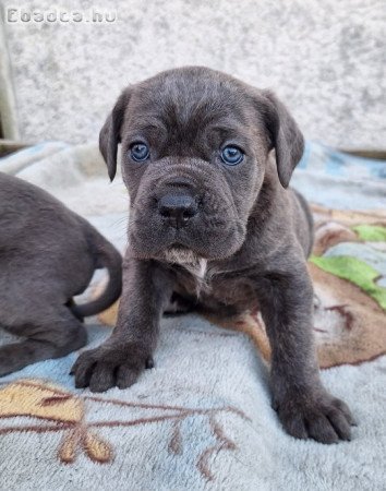 Cane corso kutyusok