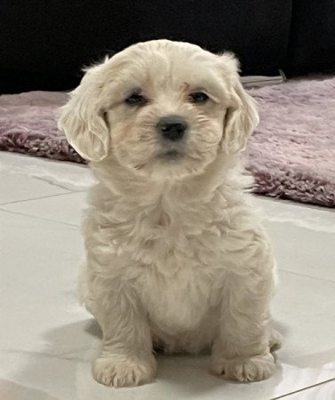 Bichon Havanese