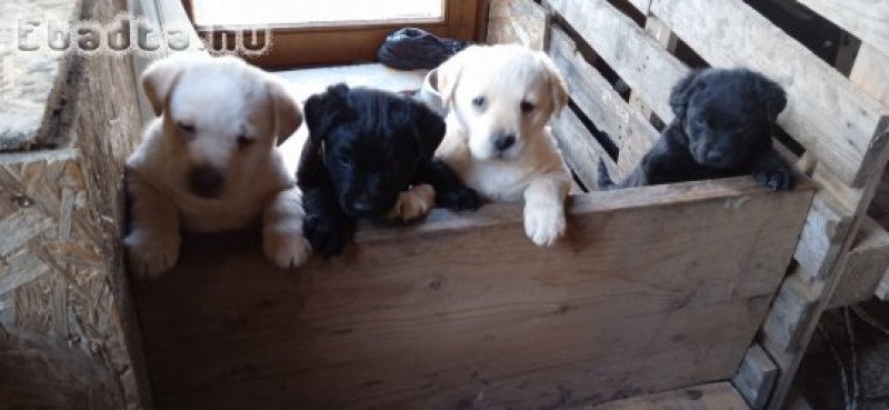 Labrador retriever jellegű kiskutyák