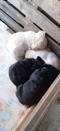 Labrador retriever jellegű kiskutyák