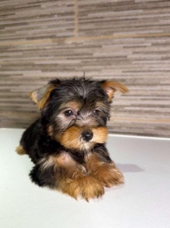 Yorkshire Terrier