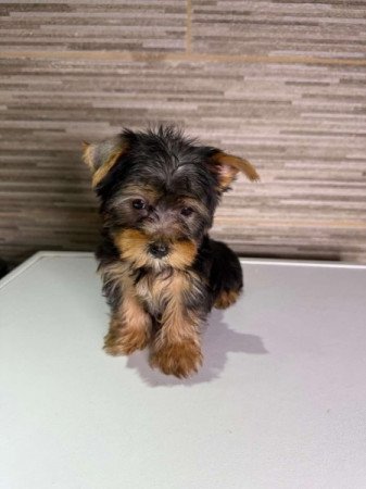 Yorkshire Terrier
