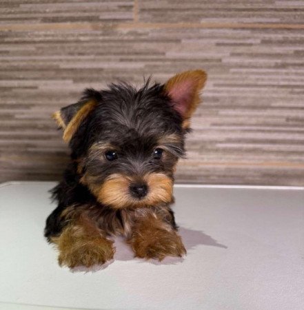 Yorkshire Terrier