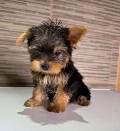 Yorkshire Terrier