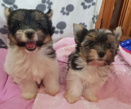 Yorkshire terrier biewer