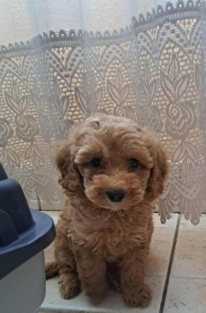 Máltai+uszkár=Maltipoo havanese bichon