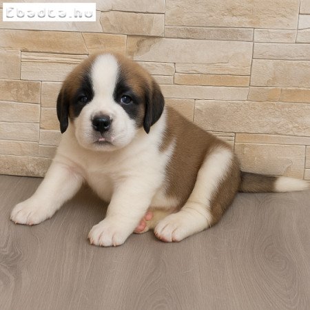 Rövid szőrű Szentbernáthegyi szuka Tenyészetből!