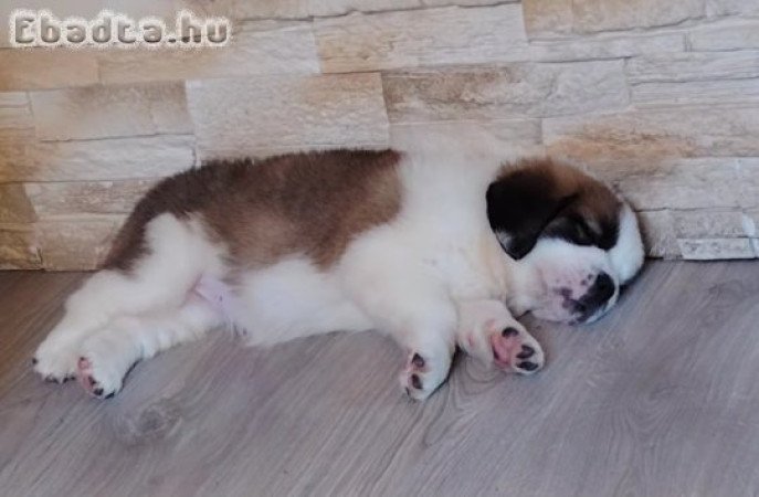 Bernáthegyi szuka kölyök Tenyészetből!