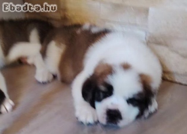 Bernáthegyi szuka kölyök Tenyészetből!