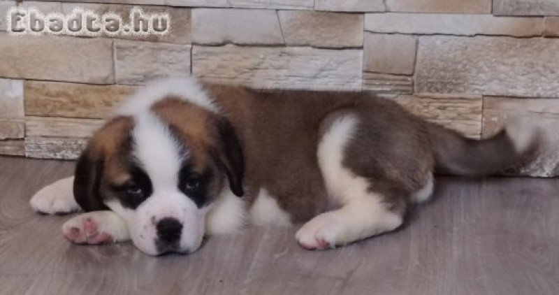 Költözhető Bernáthegyi kiskutyák!
