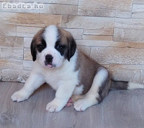 Költözhető Bernáthegyi kiskutyák!