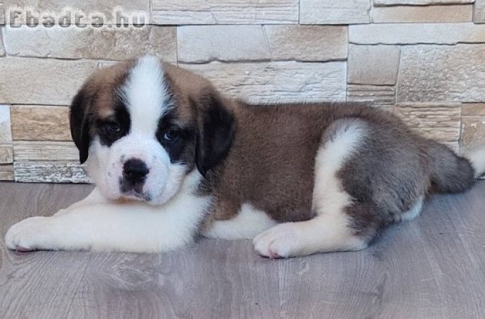 Költözhető Bernáthegyi kiskutyák!