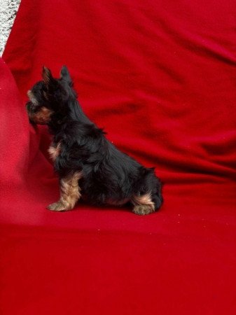 Yorkshire terrier