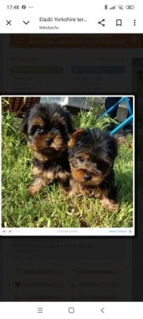 Yorkshire terrier