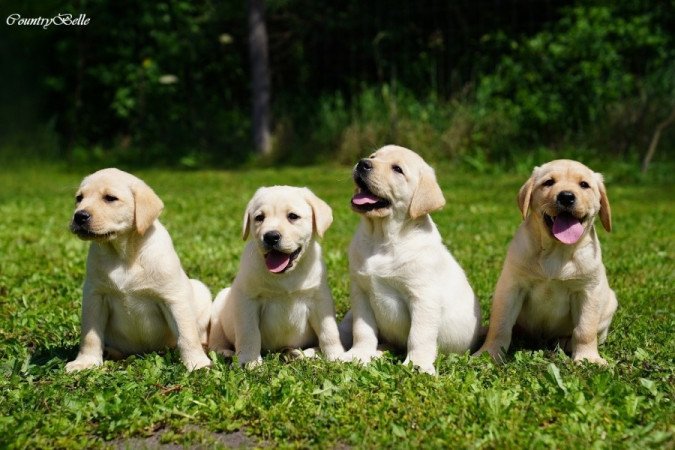 Labrador retriever